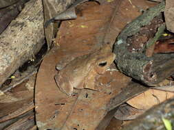 Image of Rhinella margaritifera (Laurenti 1768)