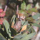 Image of Lip-flower protea