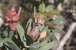 Plancia ëd Protea subvestita N. E. Br.