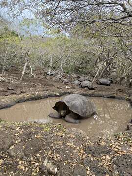 Image of Chatham Island Giant Tortoise