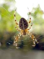 Image of Garden spider