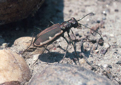 Image of Cobblestone Tiger Beetle