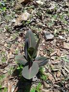 Image of Asclepias elata Benth.