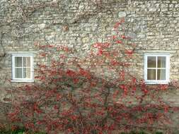 Слика од Chaenomeles japonica (Thunb.) Lindl. ex Spach