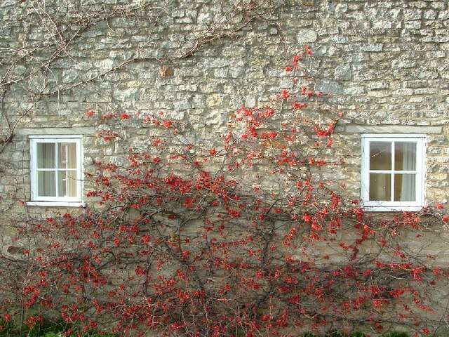 Слика од Chaenomeles japonica (Thunb.) Lindl. ex Spach