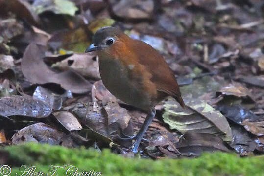 Image of Rusty-tinged Antpitta