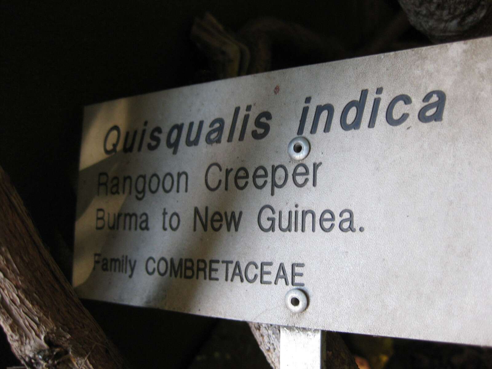 Image of Rangoon creeper