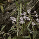 Dendrobium crepidatum Lindl. & Paxton resmi