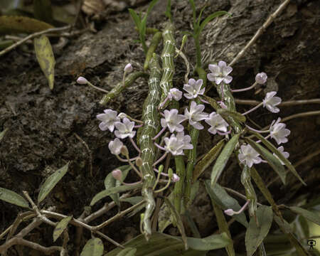 Dendrobium crepidatum Lindl. & Paxton resmi