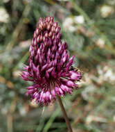 Allium phanerantherum Boiss. & Hausskn. resmi