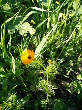 Image of Adonis dentata Delile