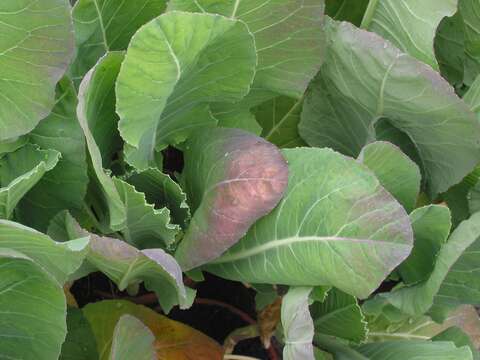 Image of broccoli