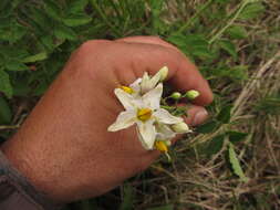 صورة Solanum commersonii Dun. ex Poir.