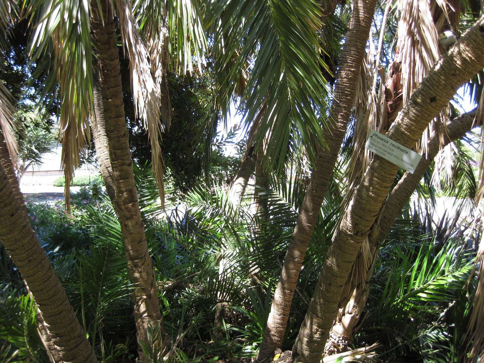 Image of Senegal date palm