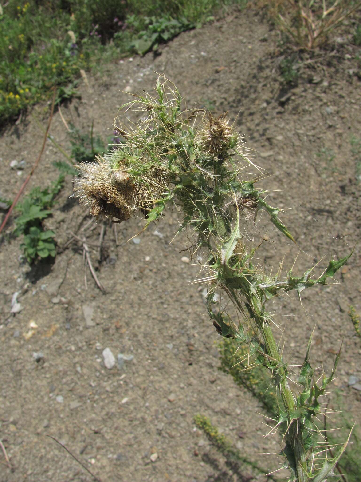 Image of Cirsium echinus (M. Bieb.) Hand.-Mazz.