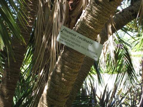 Image of Senegal date palm