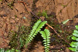 Image of Hymenasplenium adiantifrons (Hayata) Viane & S. Y. Dong