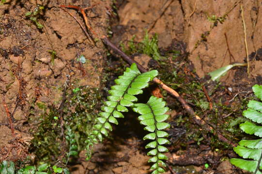 Hymenasplenium adiantifrons (Hayata) Viane & S. Y. Dong resmi