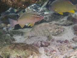 Image of Foursaddle grouper