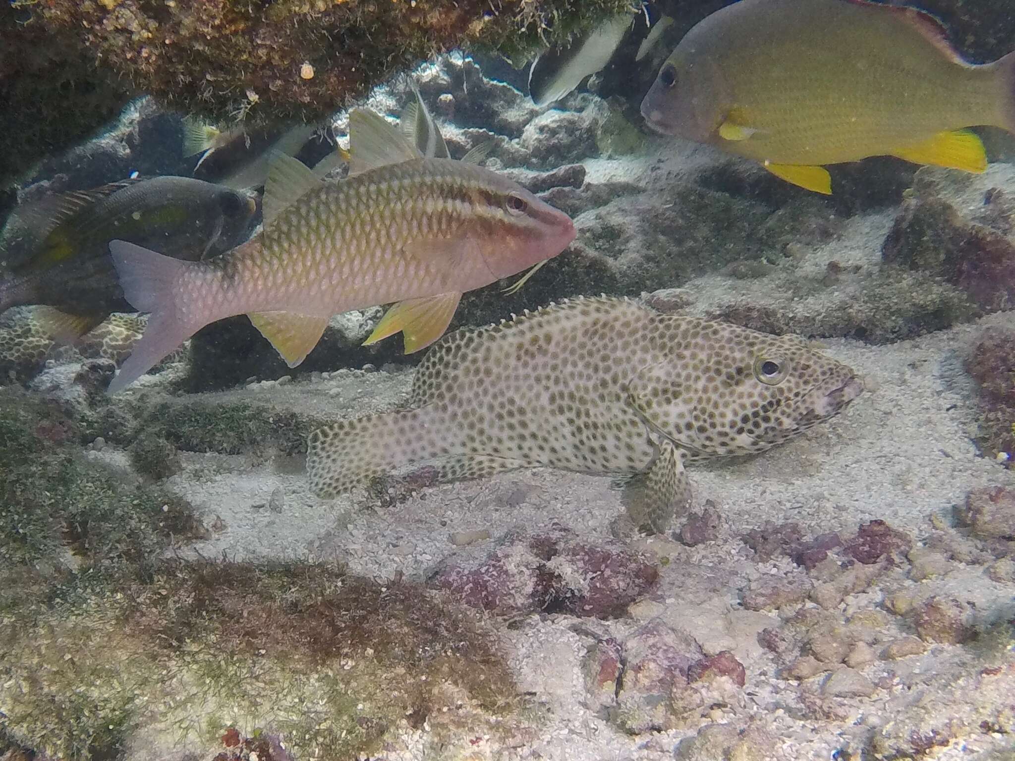 Image of Foursaddle grouper