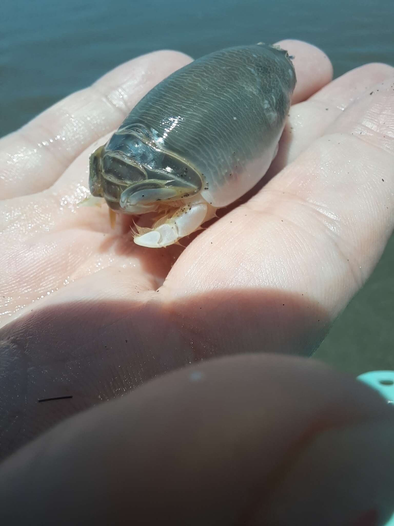 Image of Benedict sand crab