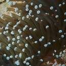 Imagem de Euphyllia glabrescens (Chamisso & Eysenhardt 1821)