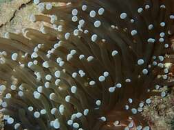 Imagem de Euphyllia glabrescens (Chamisso & Eysenhardt 1821)