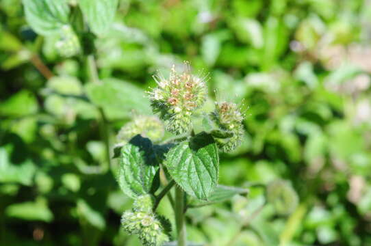 Image of shade phacelia