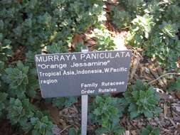 Image of orange jasmine