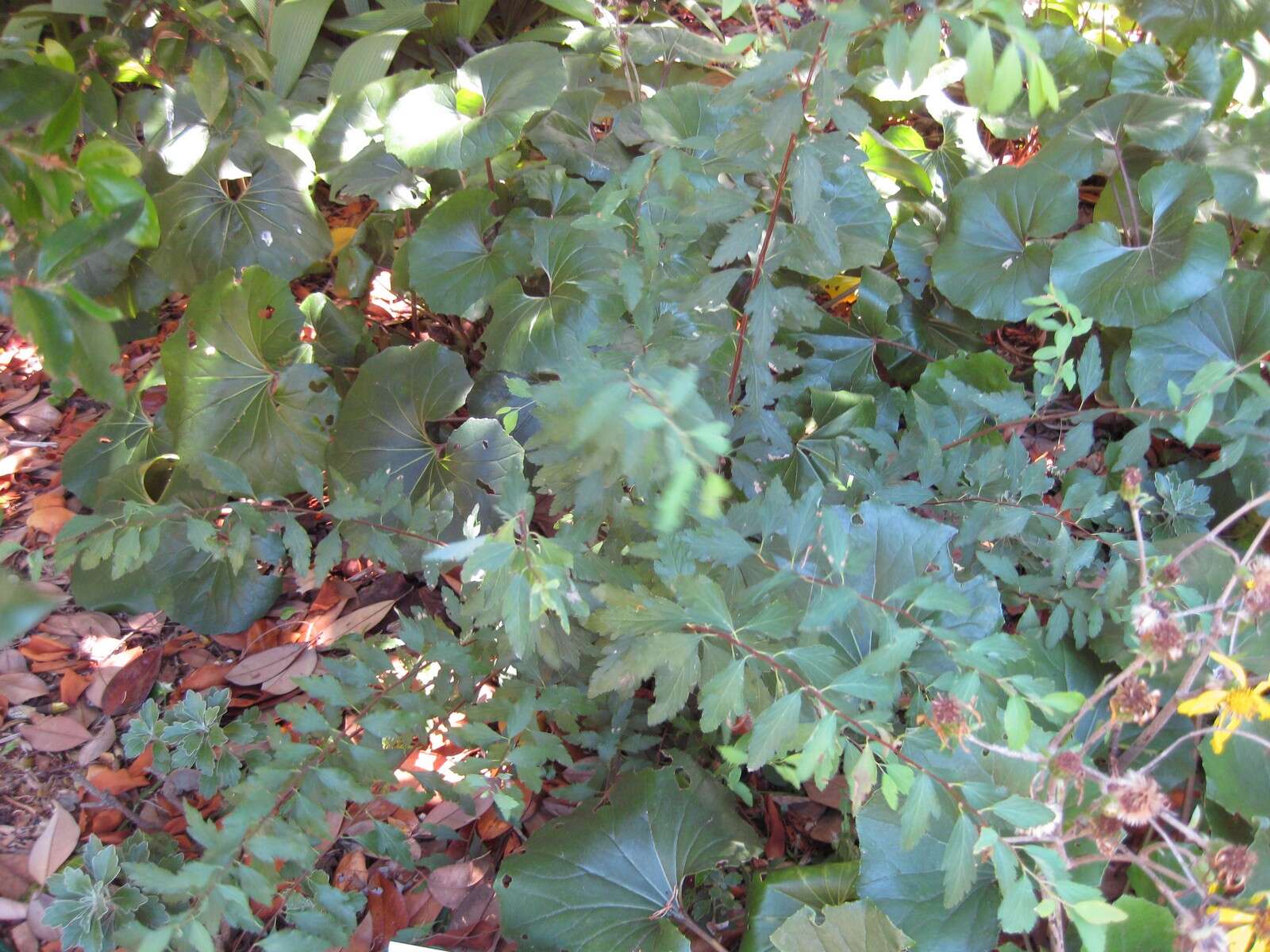 Image de Spiraea cantoniensis Lour.