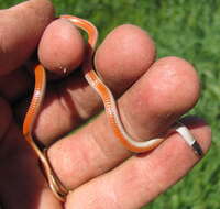 Image of Western Blackhead Snake