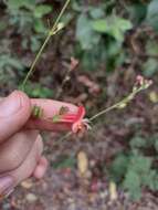 Image of Hypenia macrantha (A. St.-Hil. ex Benth.) Harley