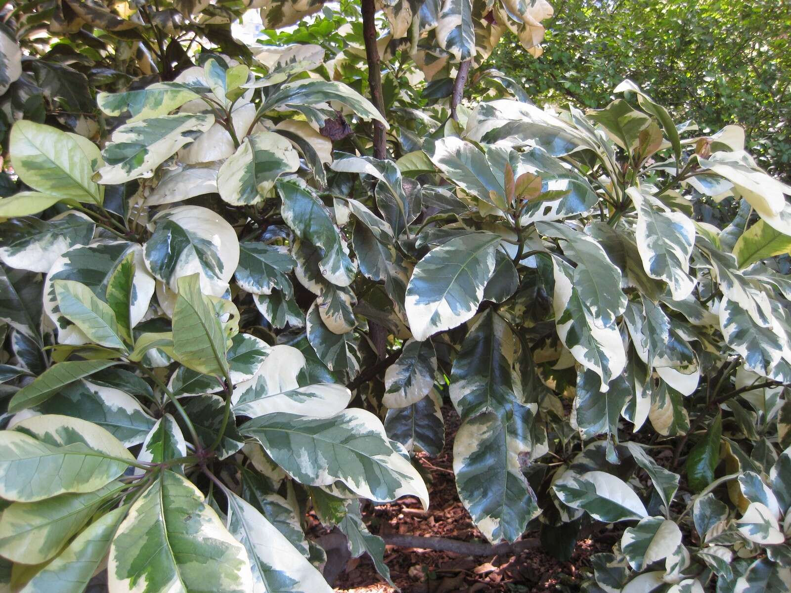 Image of umbrella catchbirdtree