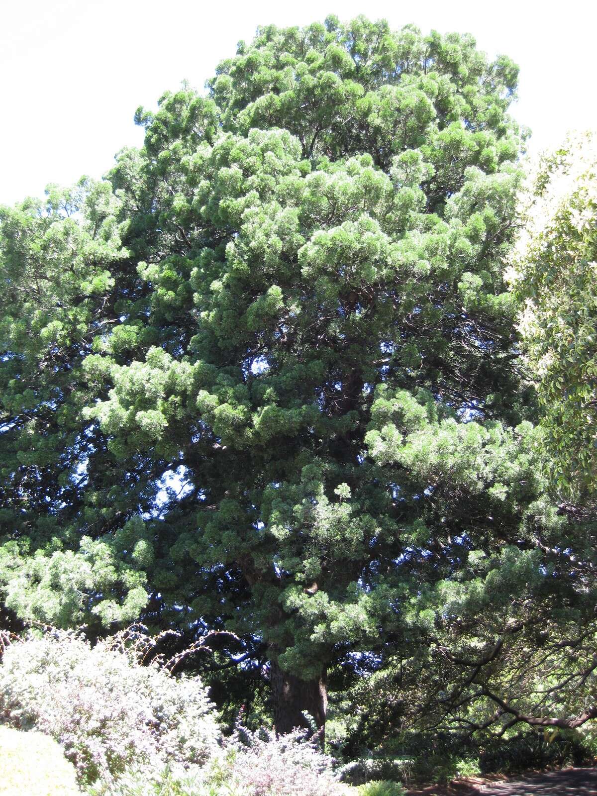 Image of Afrocarpus falcatus