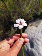 Image of Adenandra villosa subsp. villosa