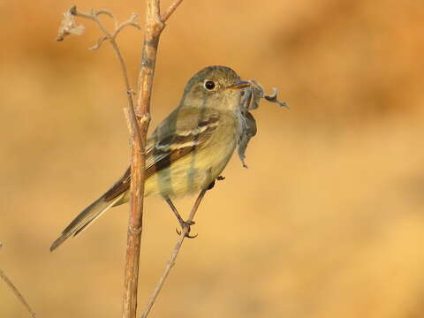 Empidonax minimus (Baird, WM, Baird & SF 1843)的圖片