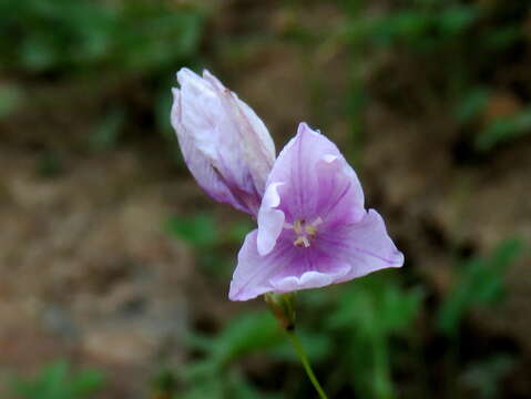 Plancia ëd Ixia micrandra Baker