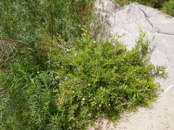 Image de Cephalanthus salicifolius Humb. & Bonpl.