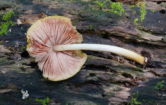 Pluteus flavofuligineus G. F. Atk. 1902 resmi