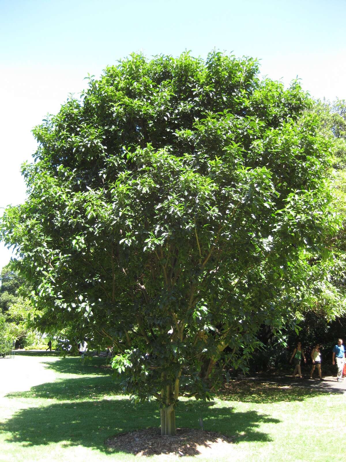 Image of Calodendrum capense (L. fil.) Thunb.