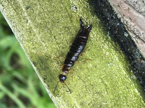 Image of Ringlegged earwig