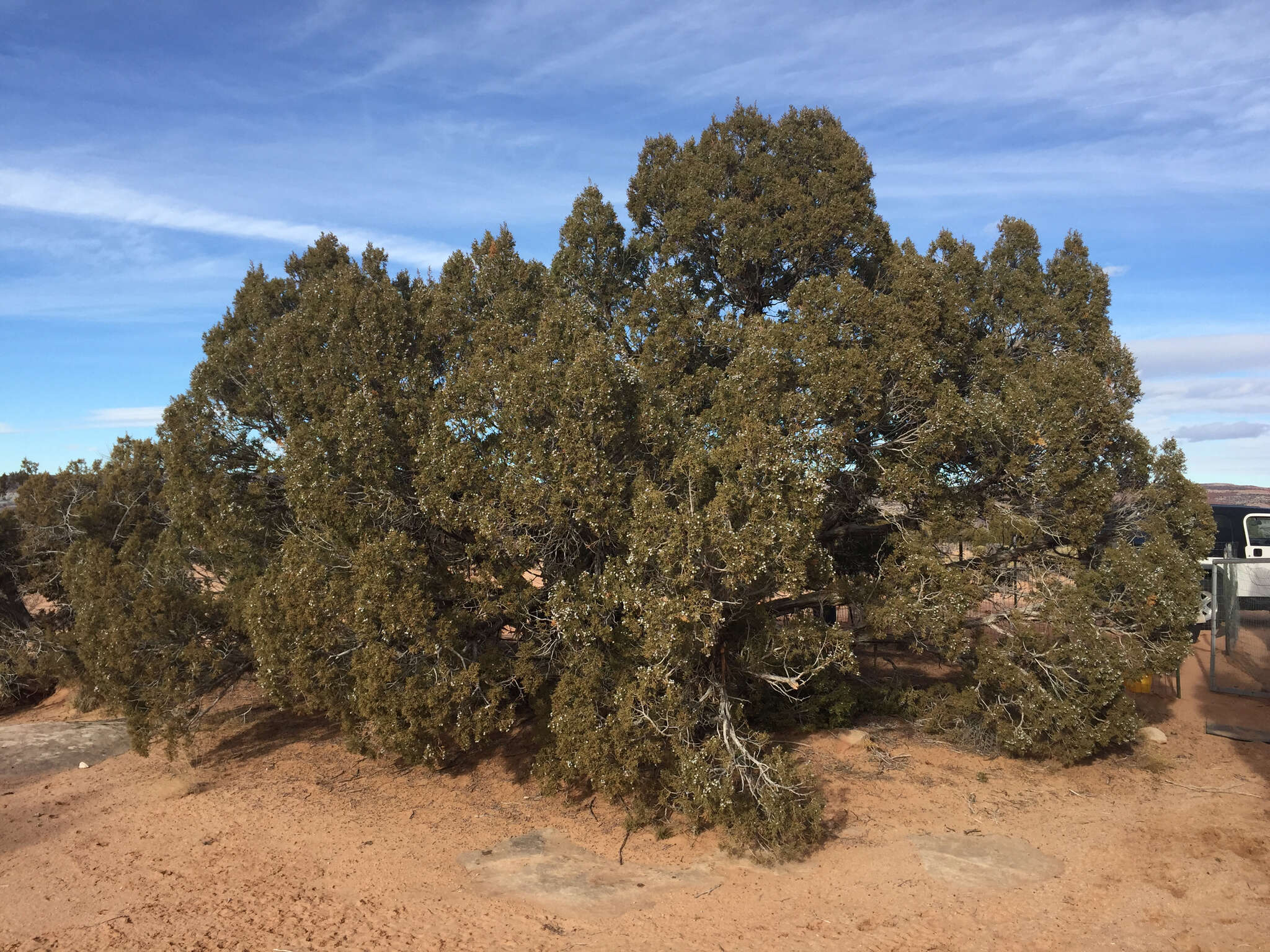 Слика од Juniperus osteosperma (Torr.) Little