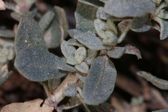 Image of Atriplex glauca subsp. mauritanica (Boiss. & Reut.) Dobignard