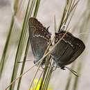 صورة Satyrium abdominalis (Gerhard 1850)