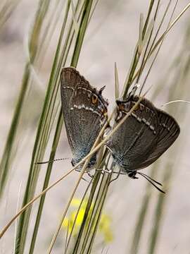 Image of Satyrium abdominalis (Gerhard 1850)