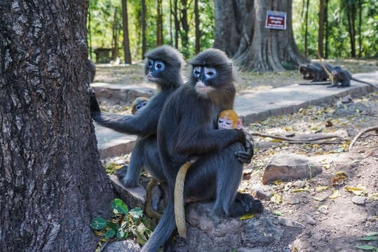 Image of Trachypithecus phayrei shanicus (Wroughton 1917)