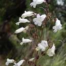 صورة Penstemon multiflorus Chapman ex Benth.