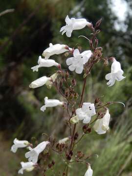 صورة Penstemon multiflorus Chapman ex Benth.