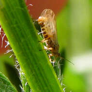 Image of Psyllid