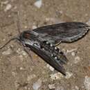 Image of Incense cedar sphinx